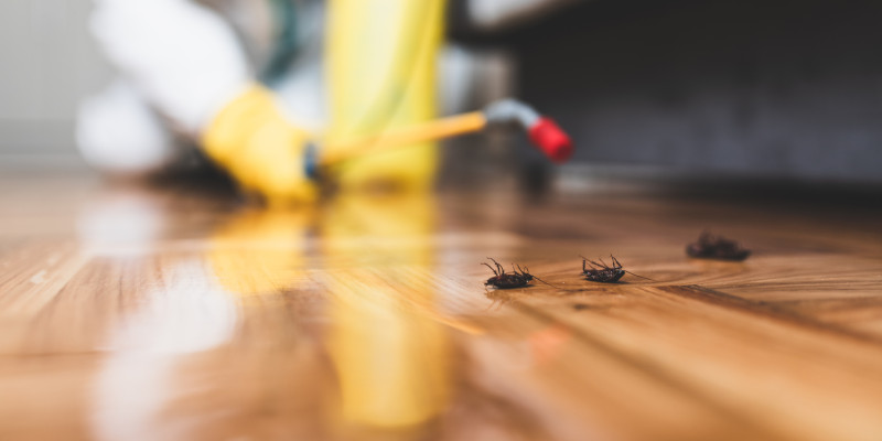 Pest Inspection, Winston-Salem, NC | Brown Pest Control